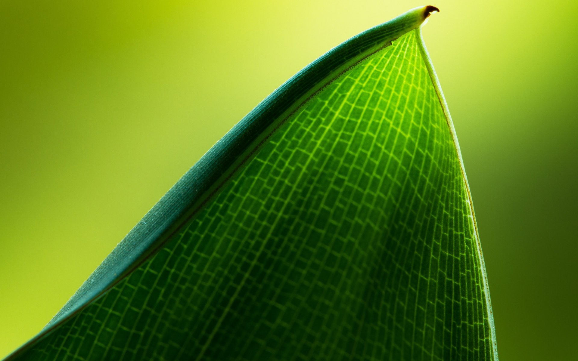 blatt schön makro