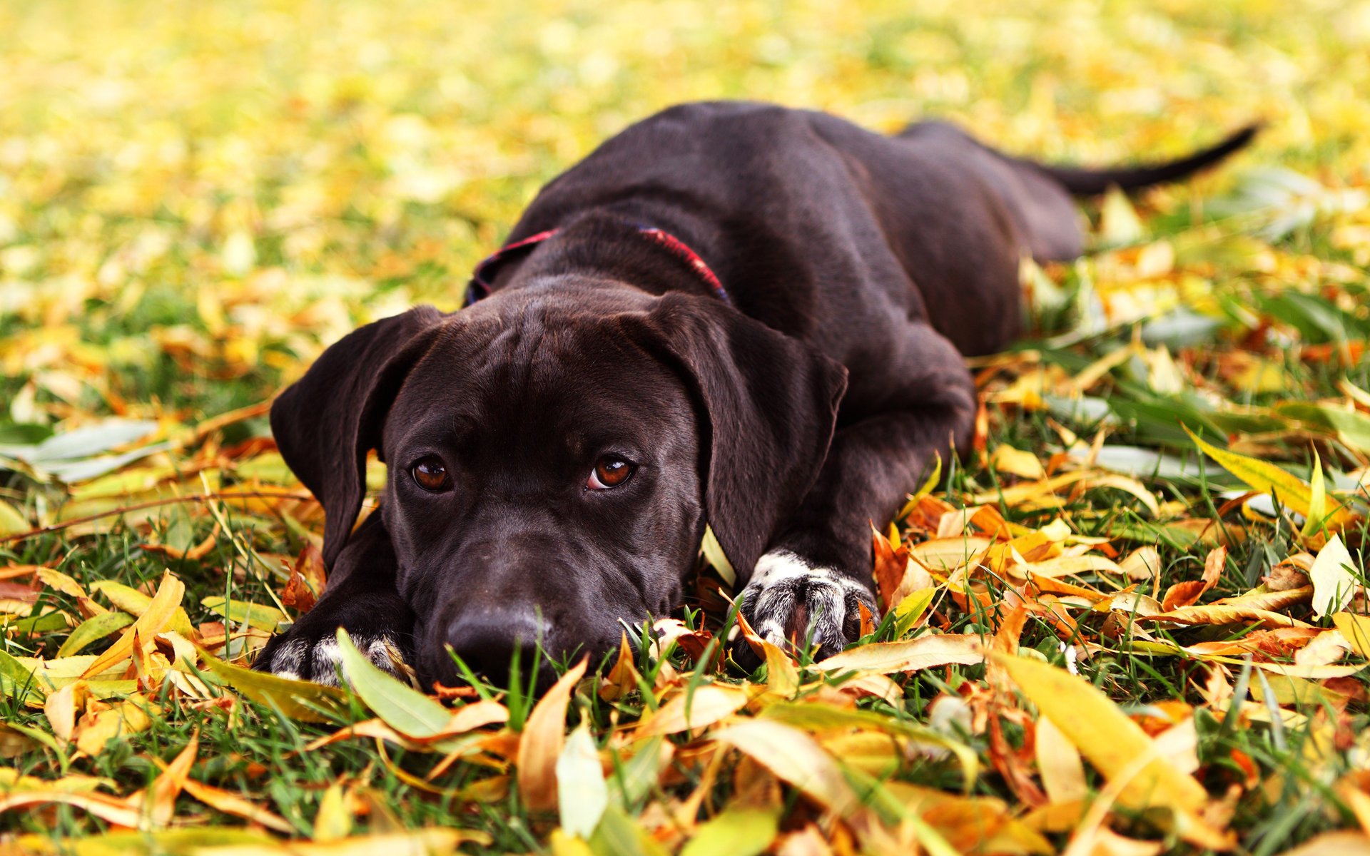 chien automne herbe feuilles maya regard