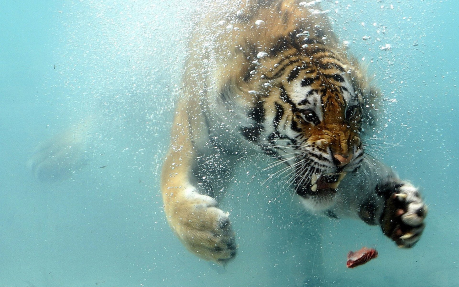 sytuacja tiger tygrys woda mięso pływa