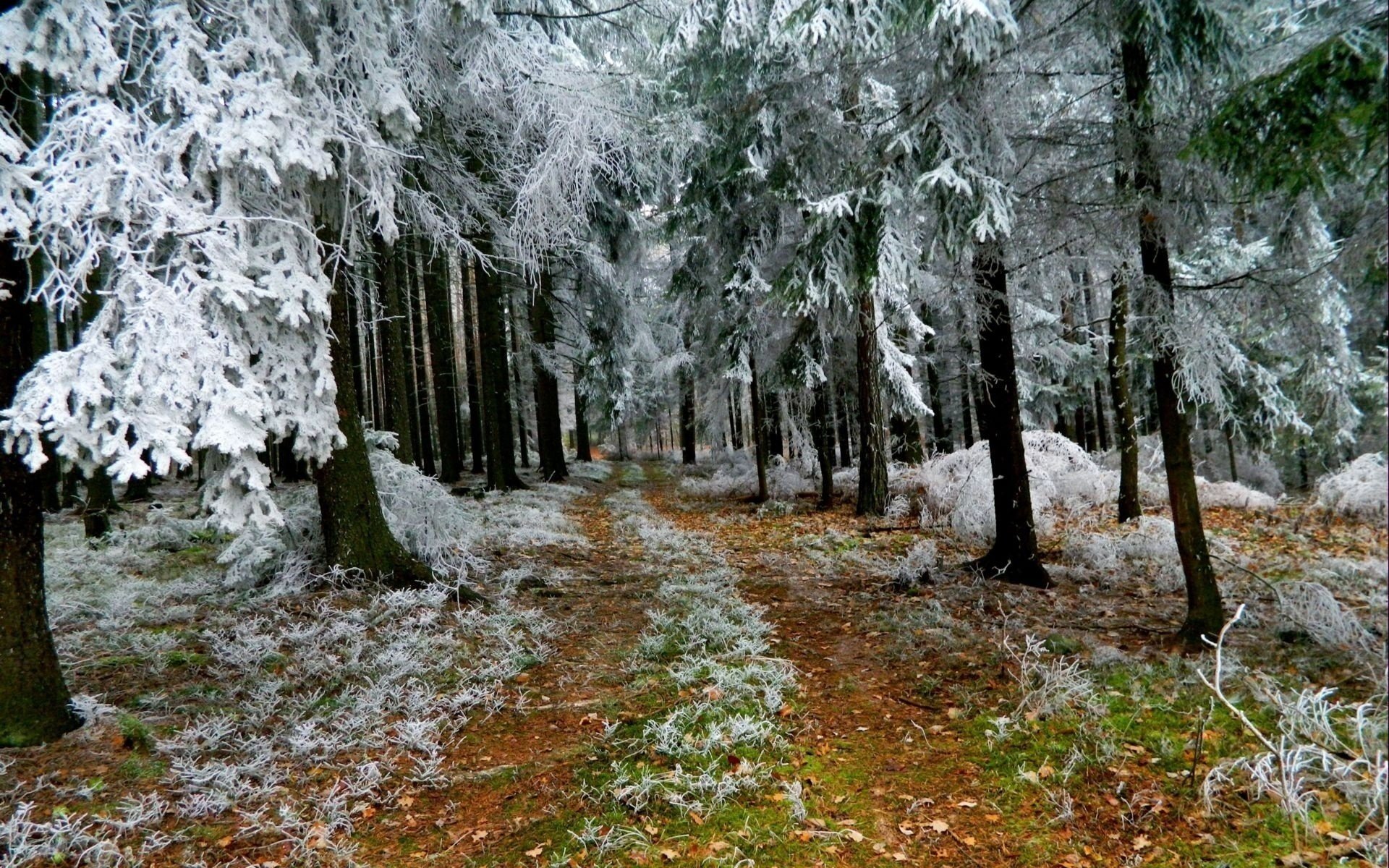 hiver arbres forêt sentier givre