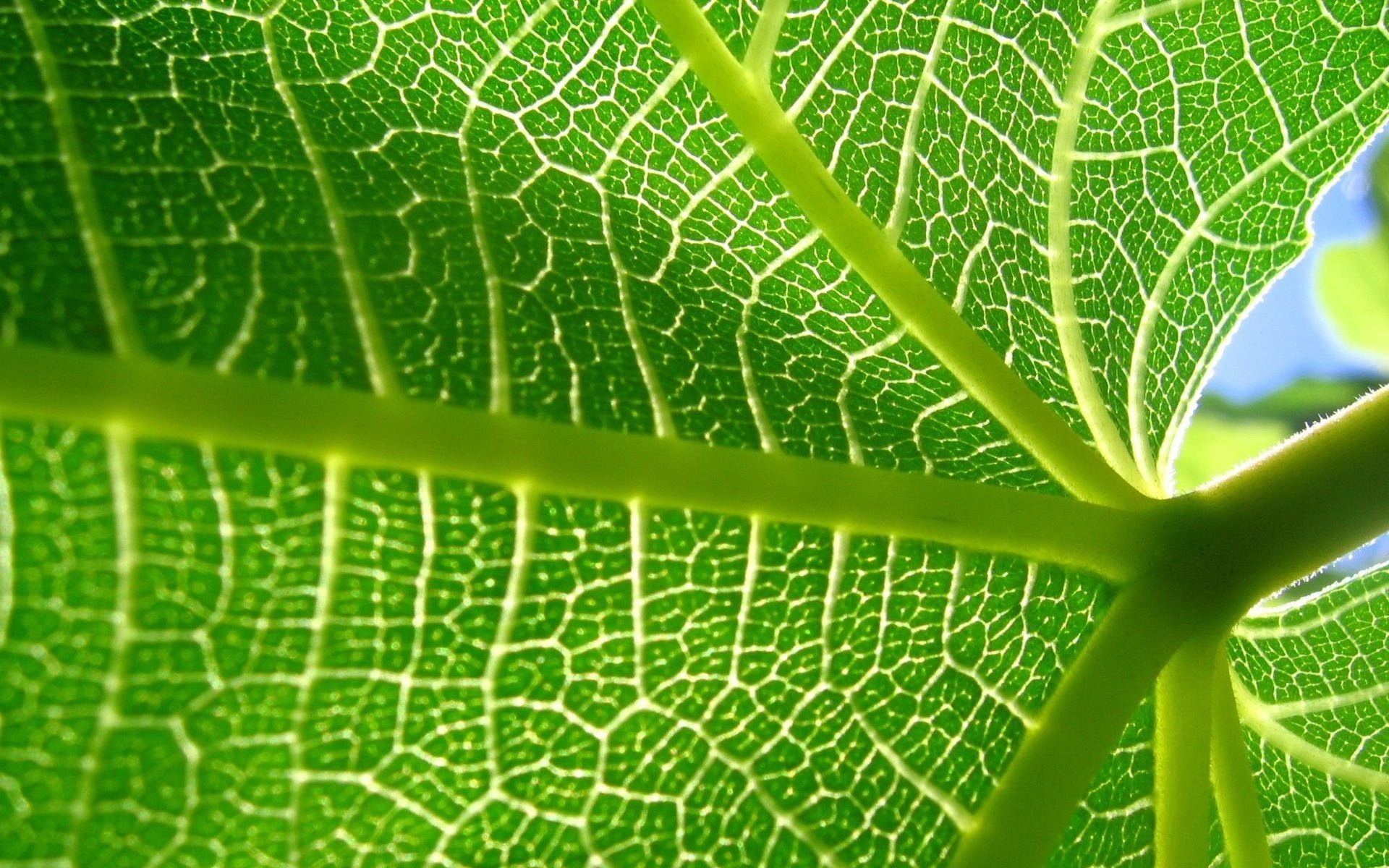 hoja macro verde