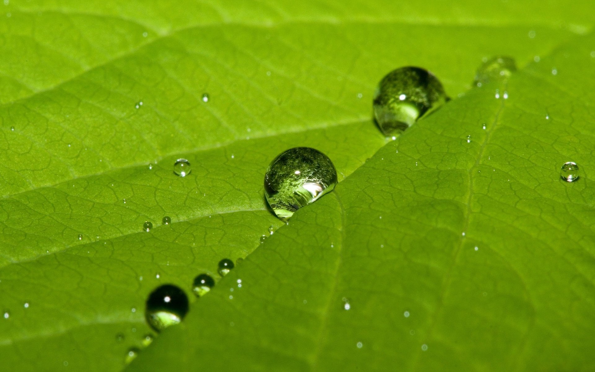 hoja macro verde gotas