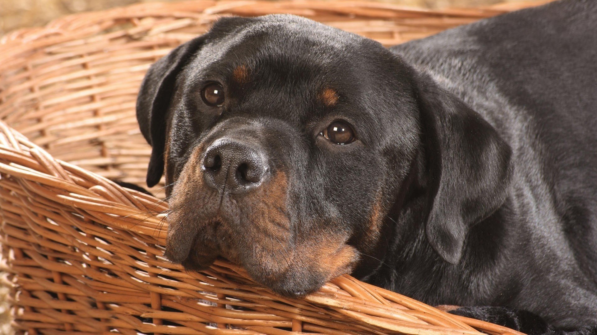 rottweiler perro perro