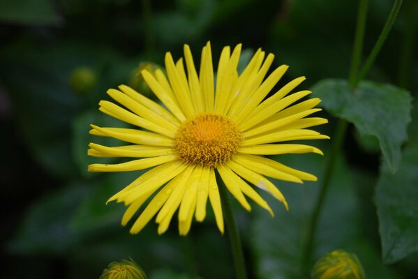 Eine einsame gelbe Blume im dunklen Wald