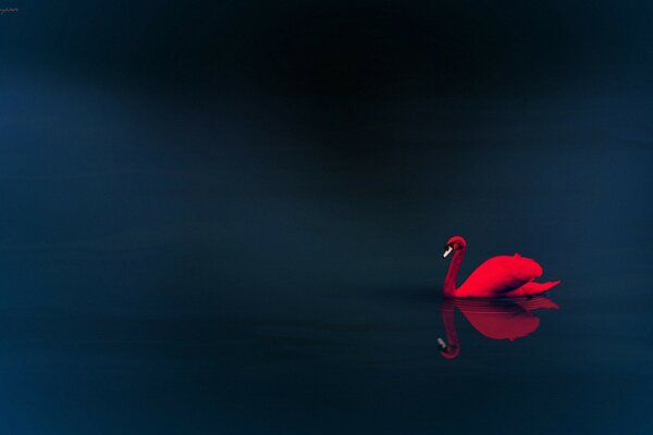 Reflection of a red swan in the water