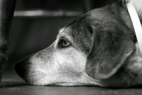 Trauriger Blick des Hundes auf dem Foto