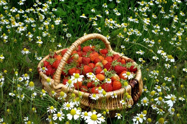 A basket of strawberries in the field. Chamomile field