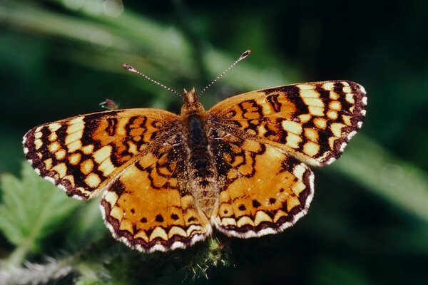 Mariposa grande sobre fondo verde