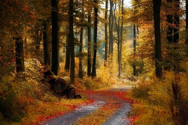 An old road in an abandoned forest