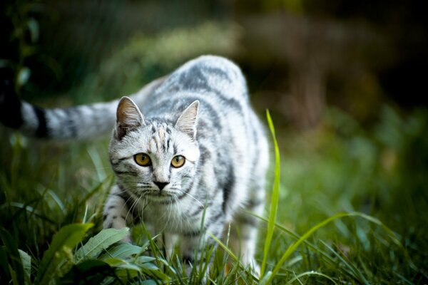 Eine gestreifte Katze steht im Gras