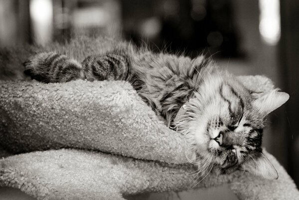 Black and white photo of a sleeping cat