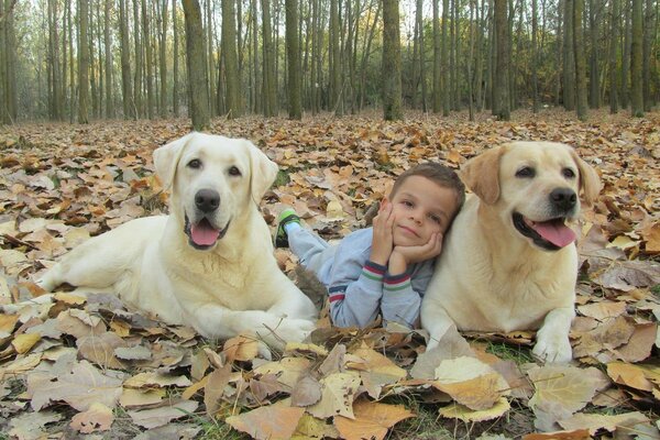 Niño con perros en otoño