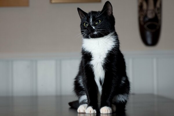 Schwarz-weiß-Katze sitzt posiert