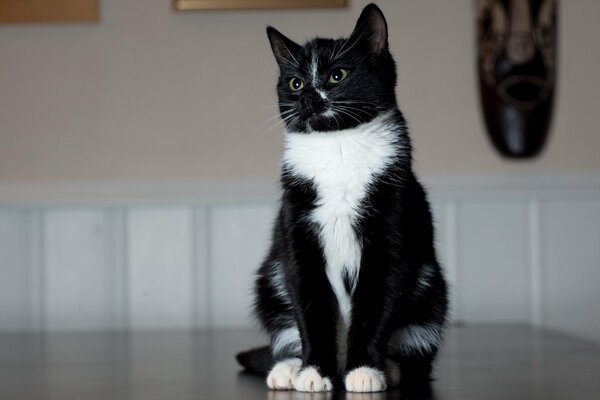 Czarno-biały kot siedzi pozuje