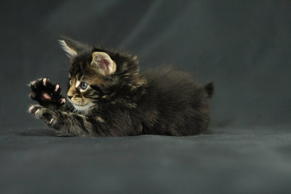 Chaton avec des griffes acérées et des pattes mignonnes