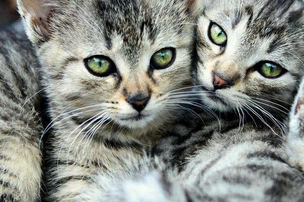 Dos gatos de ojos verdes a rayas
