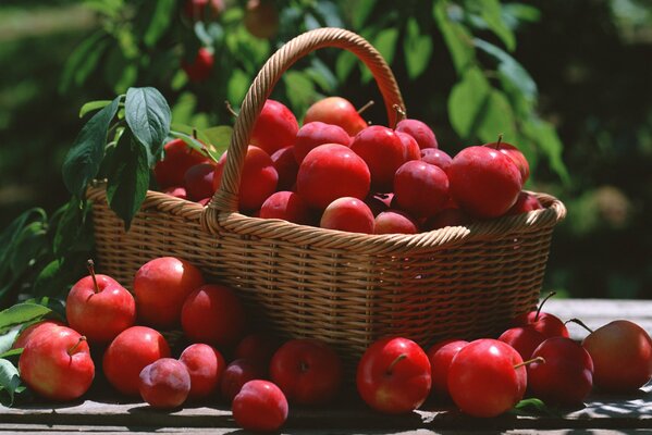 Bright baskets with alycha in the garden