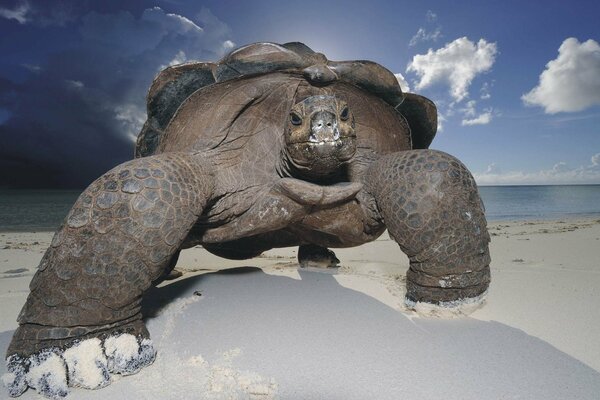 Der Strand. Weißer Sand. Tortilla-Schildkröte