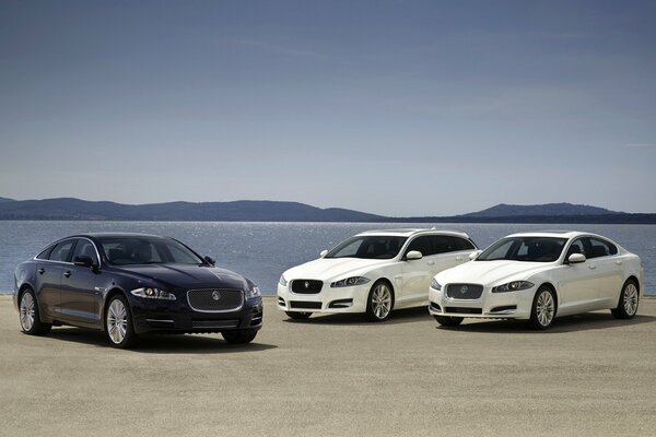 Deux bleu et un blanc Jaguar au bord de la mer