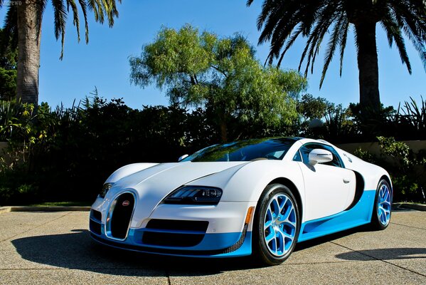 Wallpaper with bugatti veyron on a background of palm trees