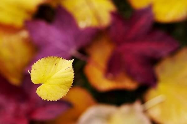 Chute de la feuille jaune au point focal