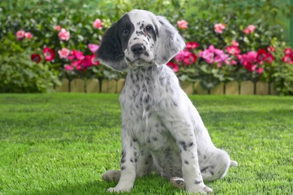 English setter resting on the grass