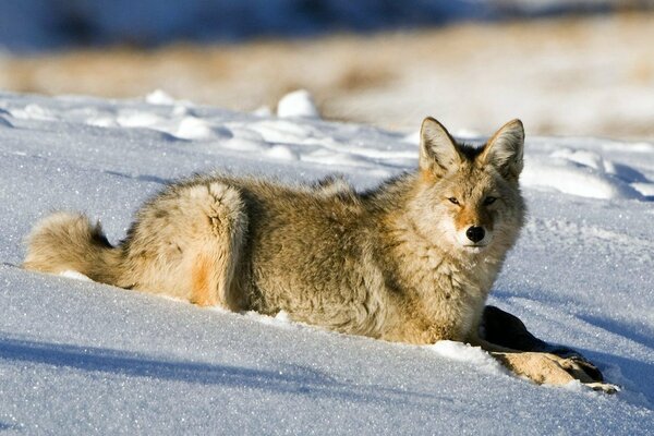 Coyote au repos sur les étendues enneigées