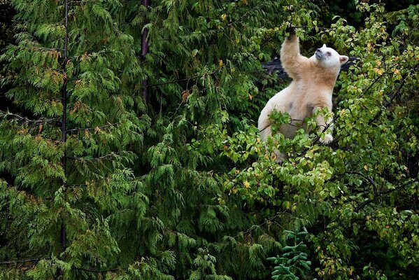 Niedźwiedź polarny w lesie na drzewie