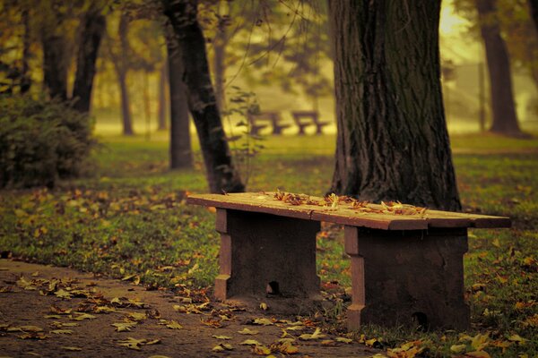 Hojas caídas cubren banco en parque