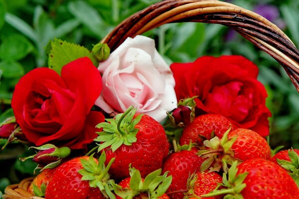 Fragrant strawberries in a basket and fresh roses look amazing