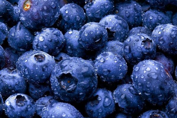 Bleuets frais recouverts de gouttes de rosée