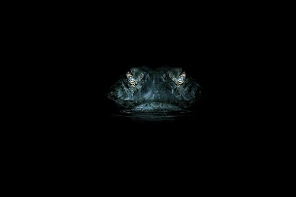 Crocodile eyes at night while hunting