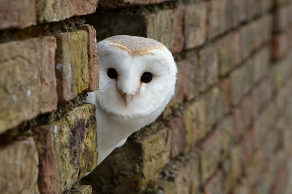 Owl s head in a brick wall