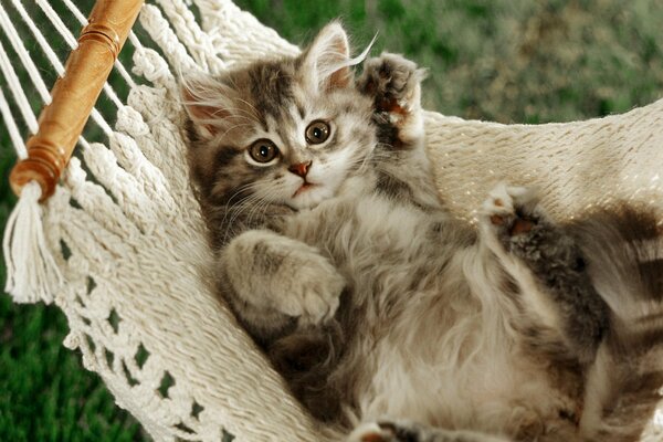 The cat is lying and resting in a hammock