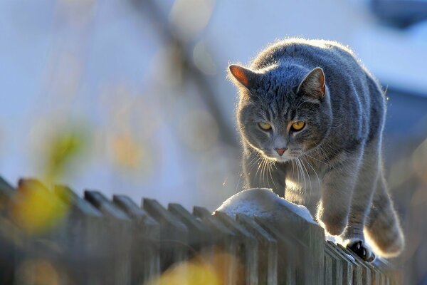 The cat is walking along the fence for another prey