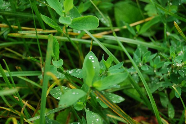 Morning dew on leaves in the grass