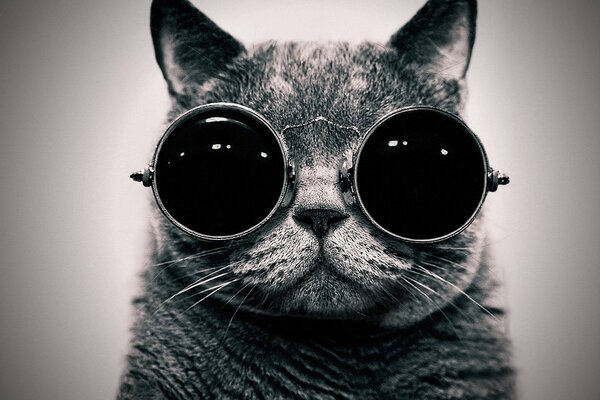 A cat that looks like a rocker with glasses