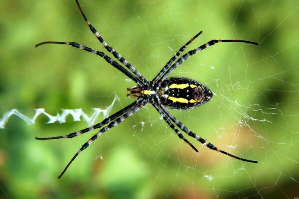 Una araña teje una telaraña en el bosque