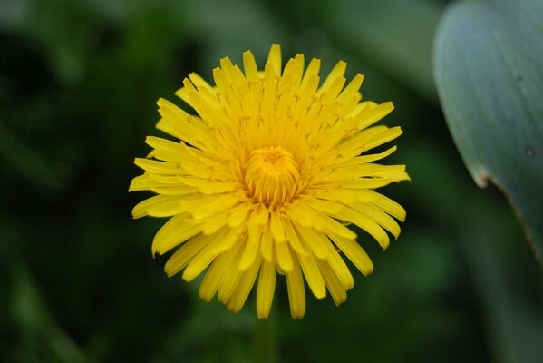 Yellow blooming flower of mother-and-stepmother