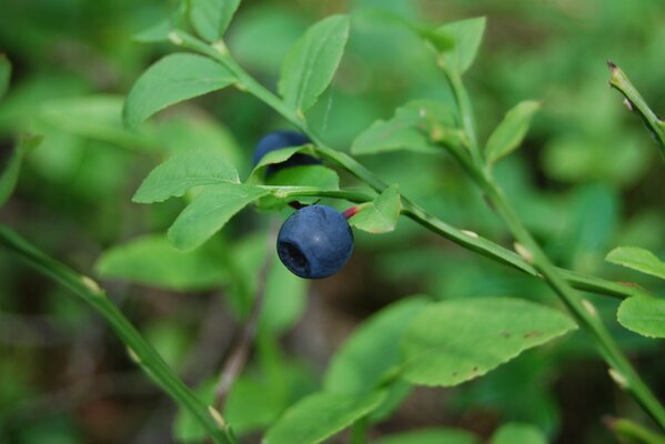 Blueberries are an element of the onset of summer