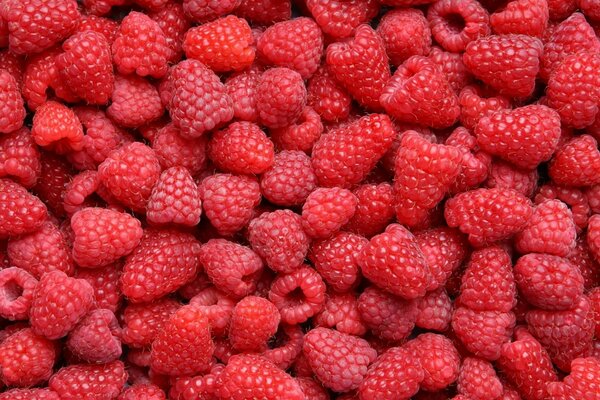 Lots of juicy ripe raspberries