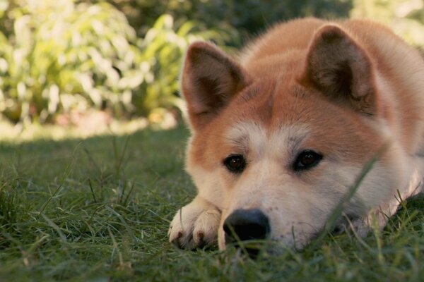 Hachiko the dog is lying on the green grass