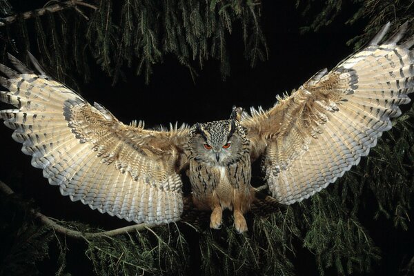 Fliegen einer Eule unter dem Schutz der Nacht