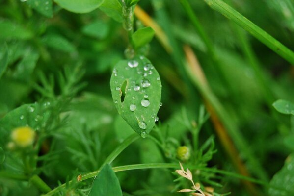 Rugiada mattutina su una foglia verde