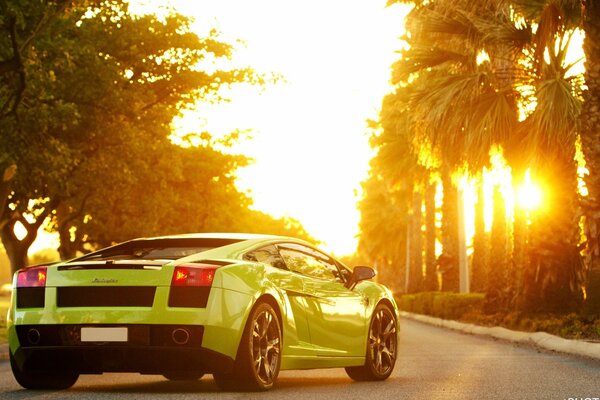 Lamborghini Gallardo vert sur fond de palmiers