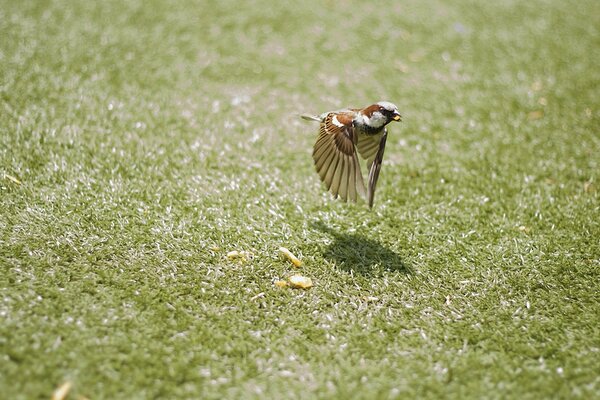 Petit oiseau en mouvement libre