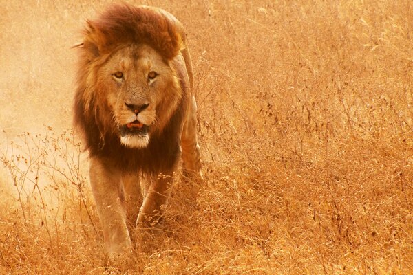 A lion with a gorgeous mane in the savannah