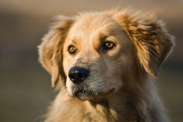 Der Hund ist der beste Freund des Menschen