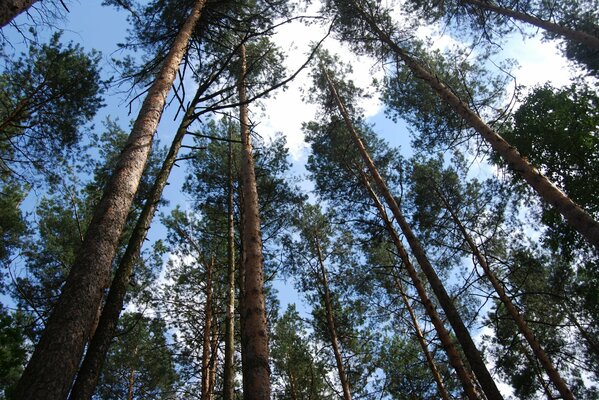 Hermosa foto del bosque de pinos