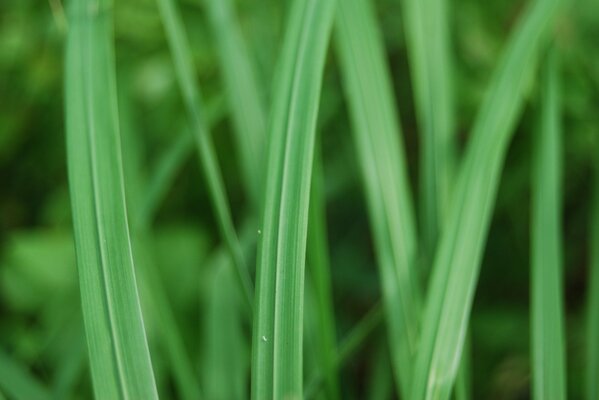 Macro photography of green juicy grass